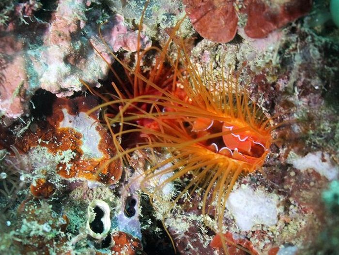 Sepasang kerang disko berbagi celah di Rajaampat, Indonesia. Hewan ini menghasilkan kilatan cahaya cemerlang yang membuatnya mendapatkan namanya yang meriah. (LINDSEY DUAGHERTY, UNIVERSITY OF CALIFORNIA, BERKELEY)