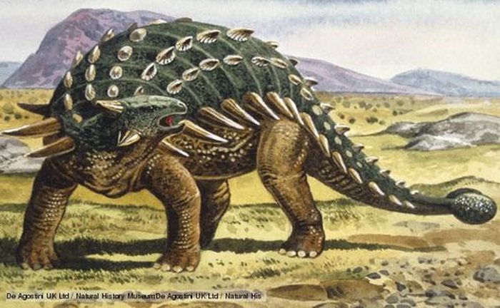 Ankylosaurus umumnya diketahui memiliki tubuh sepanjang 8 meter.