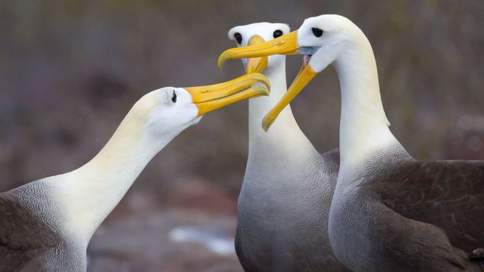 Pulau Gough adalah salah satu dari sedikit tempat berkembang biak albatros berhidung kuning Atlantik, spesies yang terancam punah yang telah diawasi oleh sekelompok peneliti sejak 2008.(National Geographic)