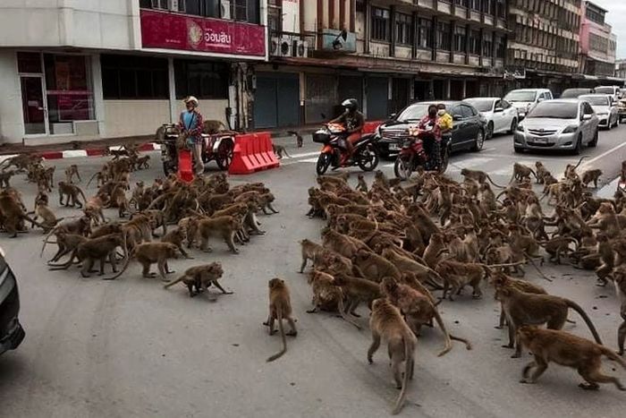 Ratusan monyet dari dua geng berbeda berkelahi di kota Lop Buri, Thailand