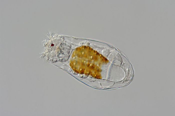 Rotifera dianggap sebagai hewan terkecil di Bumi. Notholca tinggal di lorica. Anda melihat silia, mata, mastax dan stoma. Mikrograf ini diambil dengan interferensi kontras dan flash.
