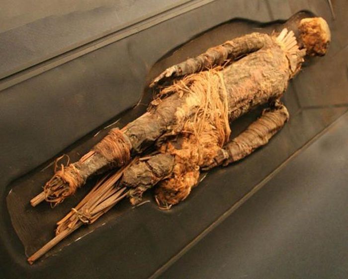Salah satu mumi Chinchorro yang dipajang di museum di Chile.