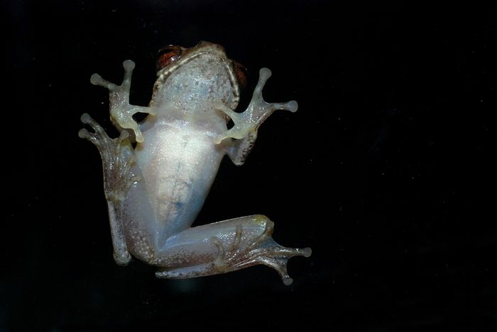 Katak pucat pantai selatan ini diberi nama ilmiah Chirixalus pantaiselatan sp. nov.