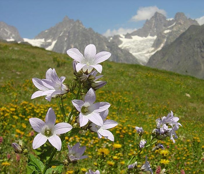 Campanula lactifiora. Dari pengamatan lebih dari 300 puncak gunung yang terbentang di benua Eropa, para ilmuwan menemukan fakta bahwa banyak jenis tanaman bermigrasi ke tempat yang lebih tinggi dalam satu dekade terakhir.