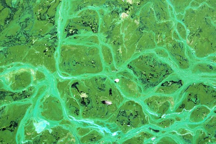 Cyanobacteria adalah filum bakteri air yang memperoleh energi dari matahari (melalui fotosintesis). Organisme ini sering disebut 'ganggang biru-hijau' tetapi mereka bukan alga, melainkan bakteri.