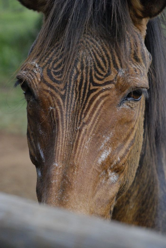 Zebroid memiliki kemiripan dengan ibu dan ayah&mdash;memiliki garis-garis di kaki atau garis-garis di leher dan dadanya.