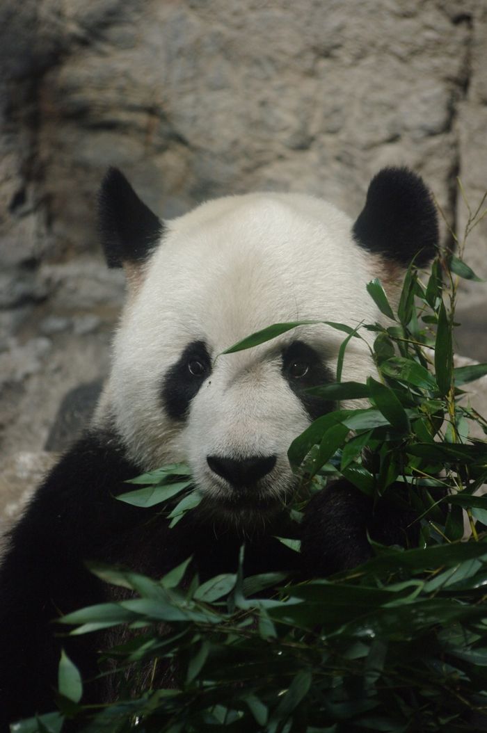 Panda raksasa (Ailuropoda melanoleuca) adalah beruang asli Tiongkok Tengah Selatan. Cirinya, mantel hitam-putihnya yang tebal dan tubuh yang gemuk.
