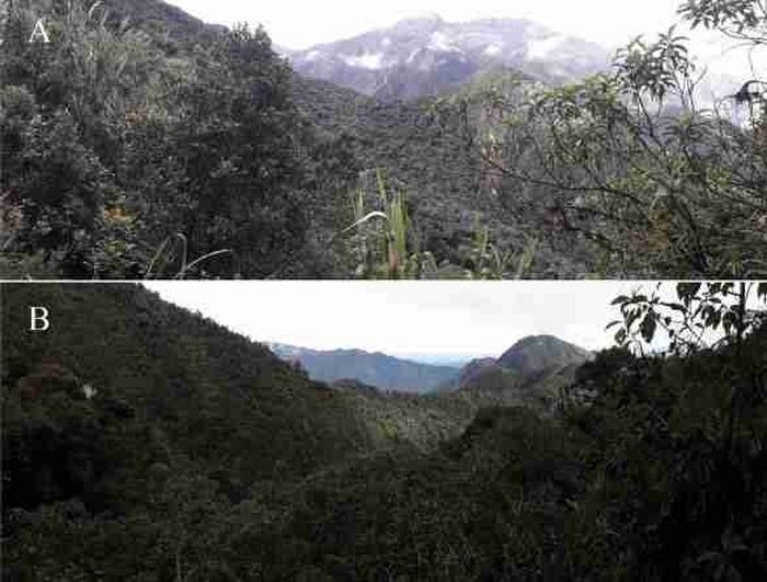 Habitat alami Lepanthes microprosartim di lereng barat gunung berapi Pichincha Cagar Yanacocha B Cagar alam Verdecocha.