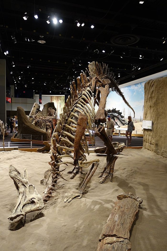 Fosil kerangka Lambeosaurus yang dipajang di Royal Tyrrell Museum, Alberta. Fosil-fosilnya berserak di Amerika Utara, Alaska, Eropa, hingga kawasan Afrika.