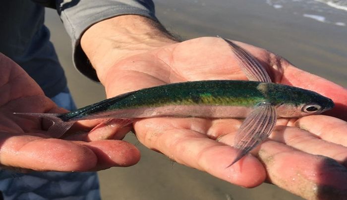 Ikan terbang kecil ini mungkin telah