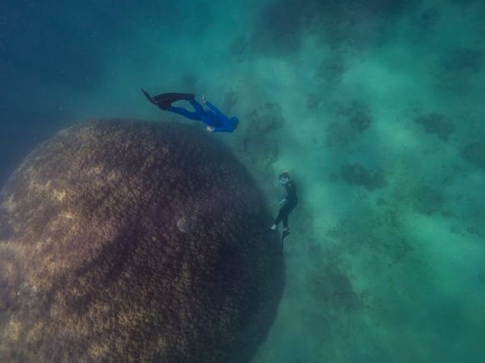 Muga dhambi merupakan karang terlebar dan juga salah satu karang raksasa tertua yang ada di Great Barrier Reef.