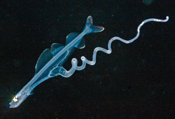 Larva ikan naga berduri (Aristostomias sp.) di laut