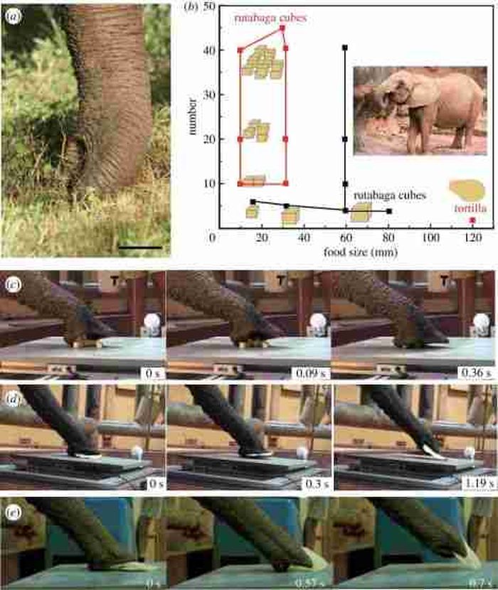 Gajah dapat menggerakkan belalainya dengan empat cara berbeda. Mereka bisa melilitnya, memelintirnya, meregangkannya dan memperpendeknya.