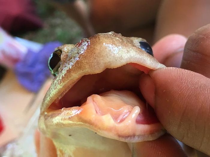 Katak bertaring dair Pulau Luzon ini juga memiliki bentuk tubuh yang mirip dengan katak bertaring mindoro.