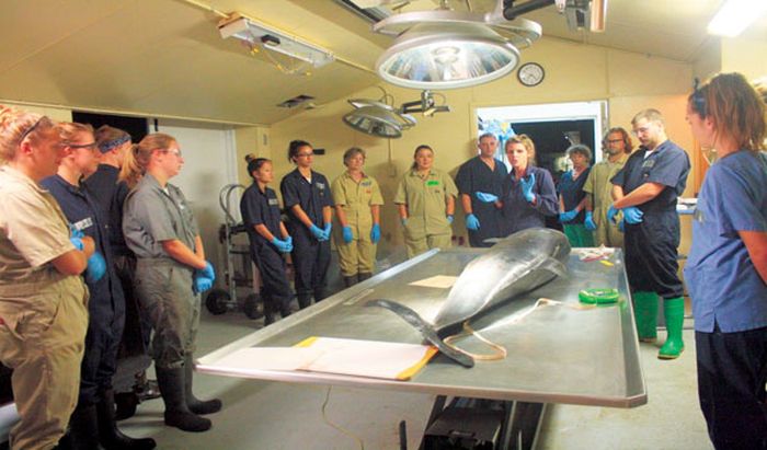 Kristi West memberi pengarahan kepada siswa dan sukarelawan sebelum memulai nekropsi di University of Hawaii Health and Stranding Lab.