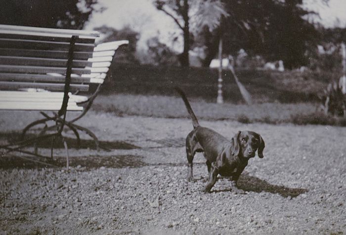 Anjing liar di Jawa menjelang akhir 1890-an.