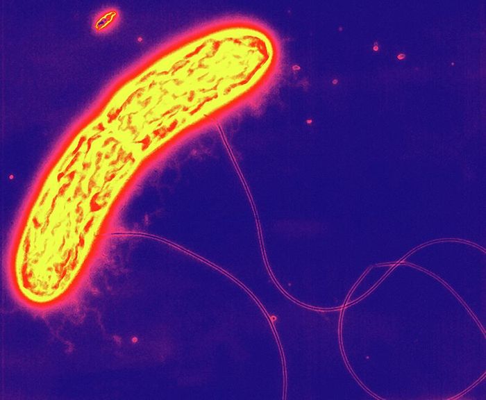 Geobacter Metallireducens Bacterium. Proteobacterium pereduksi logam gram negatif. Ia mengoksidasi beberapa asam lemak rantai pendek, alkohol, dan senyawa monoaromatik dengan Fe(III) sebagai akseptor elektron tunggal.