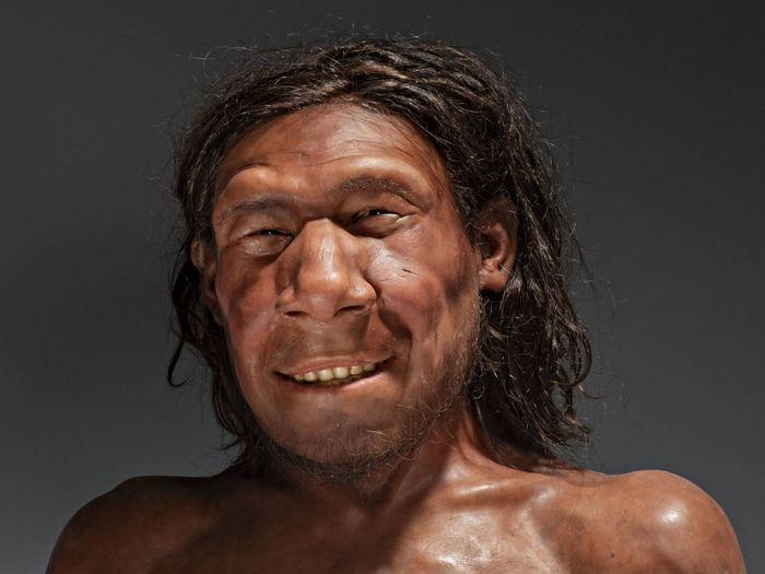 Rekonstruksi wajah Krijn bisa dilihat di pameran Doggerland yang digelar National Museum of Antiquities, Leiden mulai 7 September - 31 Oktober 2021.