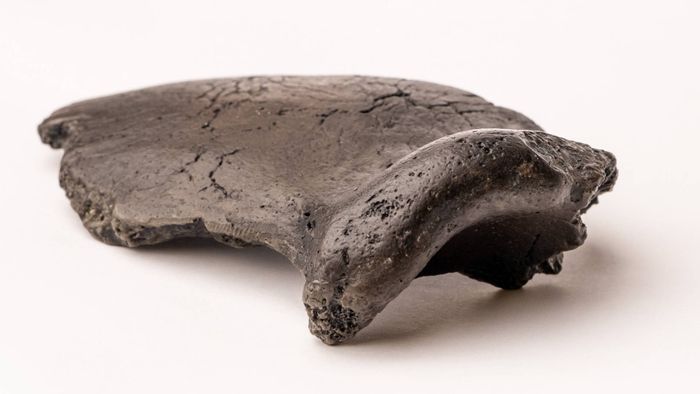 Bagian kranium Krijn, Homo neanderthal yang ditemukan di Belanda.
