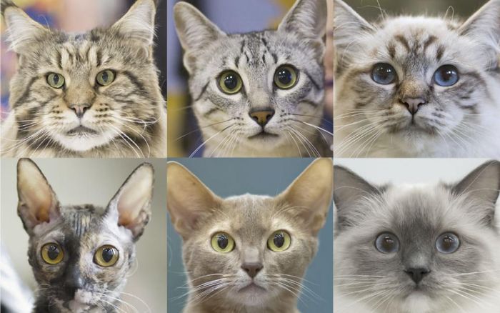 Menurut mereka, kucing harus dianggap sebagai spesies asing.
