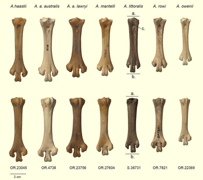 Fosil tarsometatarsus Apteryx littoralis dan spesies kiwi lainnya dianalisis dalam penelitian.