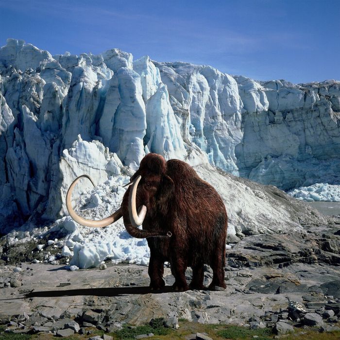 Ilustrasi mamut berbulu.