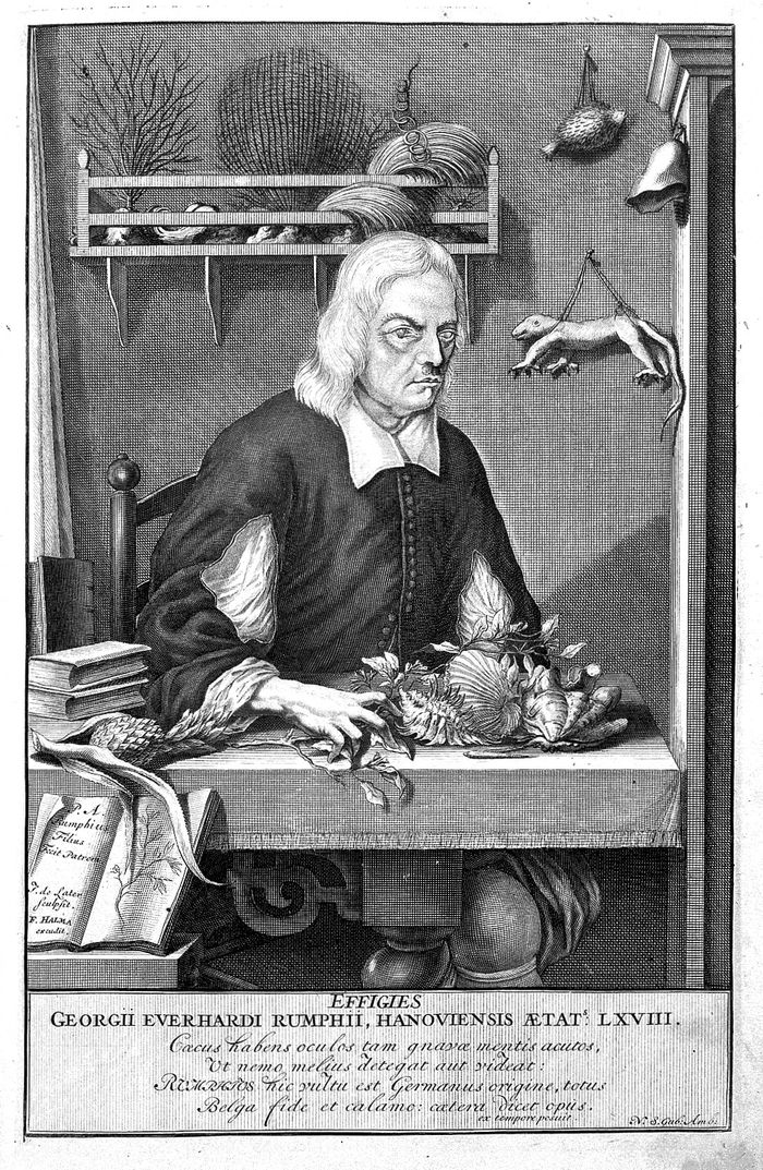 G.E. Rumphius, dalam Herbarium Amboinense yang terbit 1705. 