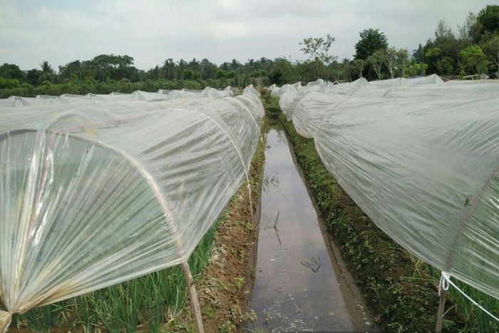 Sungkup menjadi cara jitu para petani menghadapi musim hujan ekstrem agar tanamannya tidak gagal panen.