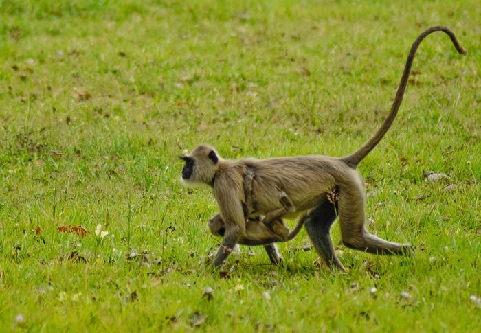 Indukan monyet yang menggendong anaknya di Anuradhpura, Sri Lanka.