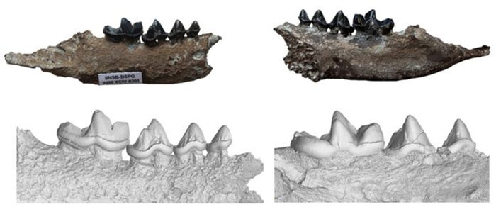 Rahang bawah spesies berang-berang baru, Vishnuonyx neptuni, dengan tampilan giginya yang detail dalam model 3D yang diambil melalui pemindai mikro-CT.