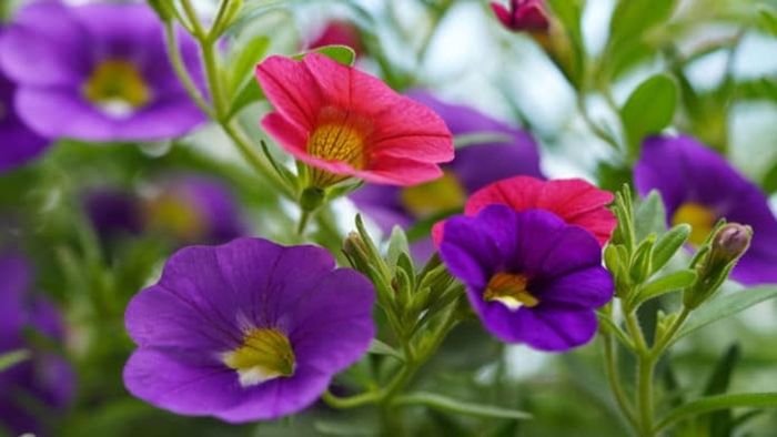 Bunga petunia ungu memerlukan muatan listrik sebesar 600 PC atau setara dengan lima kali kunjungan lebah agar dapat mengeluarkan aroma harumnya.