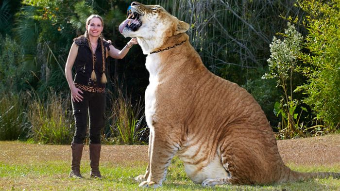 Liger diyakini sebagai spesies kucing terbesar yang pernah diketahui di dunia, dapat mencapai panjang hingga 3,6 meter.