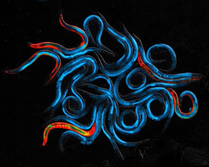 Cacing nematoda kecil, C. elegans, adalah model populer dalam penelitian penuaan karena memiliki banyak gen yang sama dengan manusia. Karena umurnya yang pendek pula, memungkinkan para ilmuwan untuk dengan cepat menilai efek intervensi anti-penuaan.