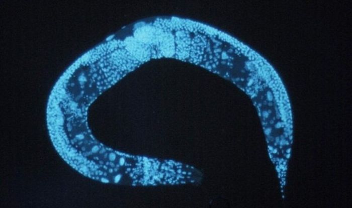 Caenorhabditis elegans, cacing gelang yang bisa mendengar melalui kulitnya.