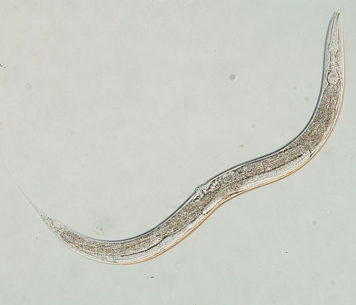 Karena panjang tubuh C. elegans sekitar 1 mm dan transparan, semua sel dapat diamati dengan mikroskop saat hidup. Gennya sangat kecil tetapi memiliki gen yang sama dengan manusia. Selain itu, banyak digunakan sebagai organisme model untuk penelitian ilmu saraf, karena individu dengan gen yang sama dapat dengan mudah ditingkatkan karena hermaprodit.