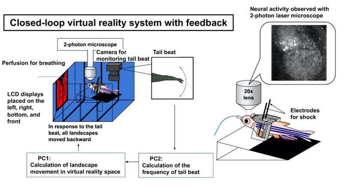 Skema setup yang digunakan dalam penelitian ini. Realitas virtual yang disajikan kepada ikan diadaptasi berdasarkan gerakan ekor ikan. Ini memungkinkan ikan merasa seolah-olah mereka berenang di tangki mereka.