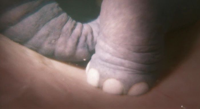 Kaki gajah yang belum lahir ditampilkan dalam simulasi yang dibuat untuk “Growing Up Animal”.