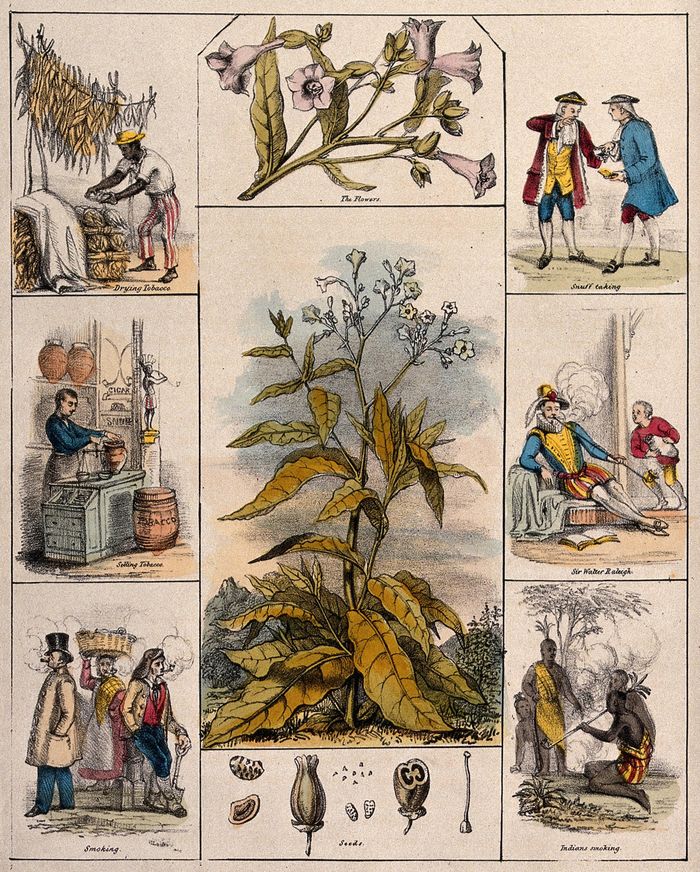 Tanaman tembakau (Nicotiana tabacum), bunga dan bijinya, dibatasi oleh enam adegan yang menggambarkan penggunaannya oleh manusia. Litograf berwarna, sekitar 1840.
