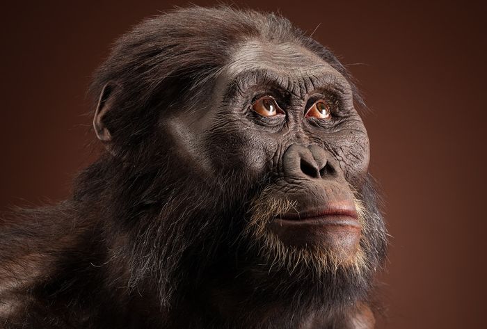 Rekonstruksi seniman tentang Australopithecus afarensis lelaki dewasa.