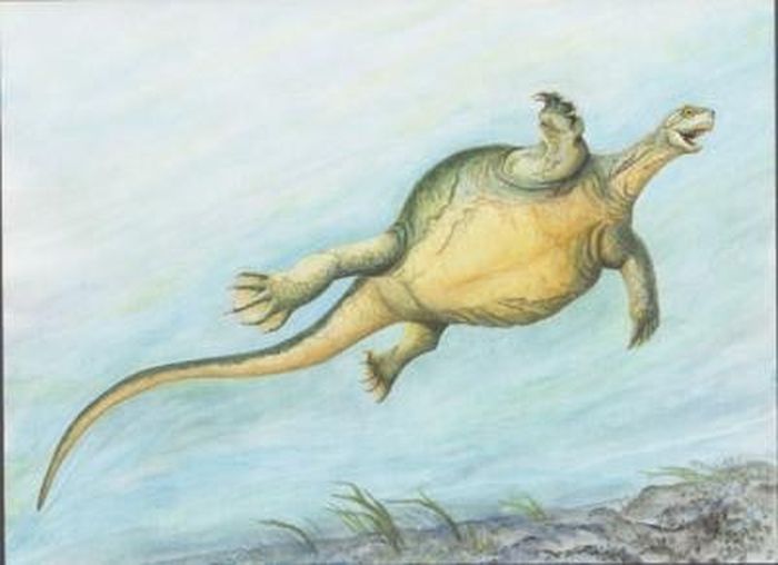 Ilustrasi yang menunjukkan rupa Eorhynchochelys ketika hidup.