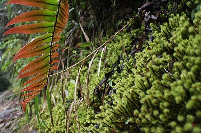  Lycopodiopsida Clubmosses tumbuh sebagai tanaman kecil di dataran lembab. Ketika Bumi memiliki satu benua rakasasa bernama Pangaea, tanaman jenis ini bisa tumbuh puluhan meter.