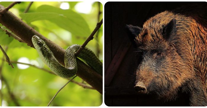 Tim peneliti mempelajari ular tikus dan babi hutan di berbagai paparan radiasi, memeriksa biomarker kerusakan DNA dan stres.