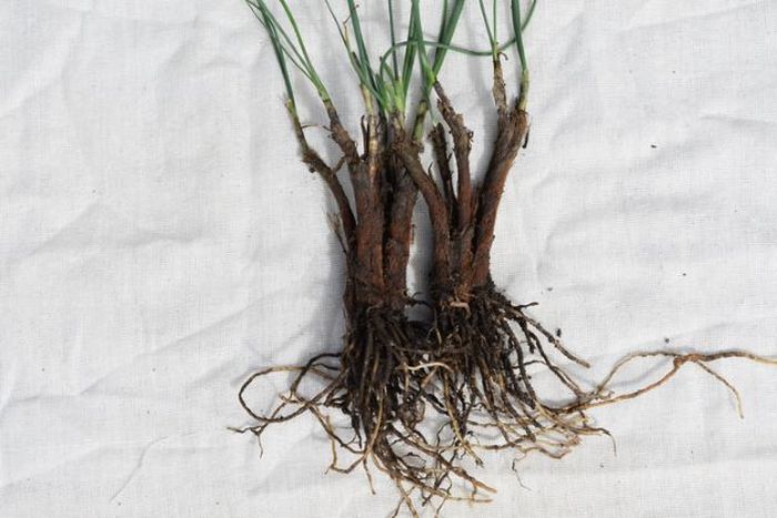 Umbi dan bagian bawah Allium negianum.