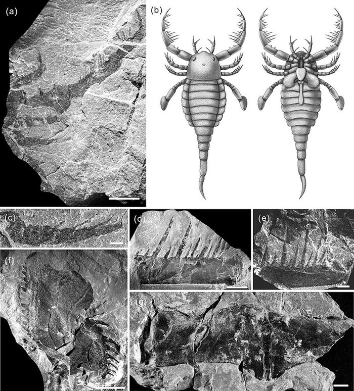 Fosil dari Terropterus xiushanensis.