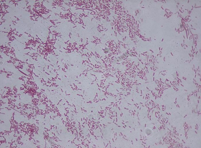 Pseudomonas fluorescens digunakan untuk mempelajari urutan DNA di mana risiko mutasi meningkat secara signifikan.
