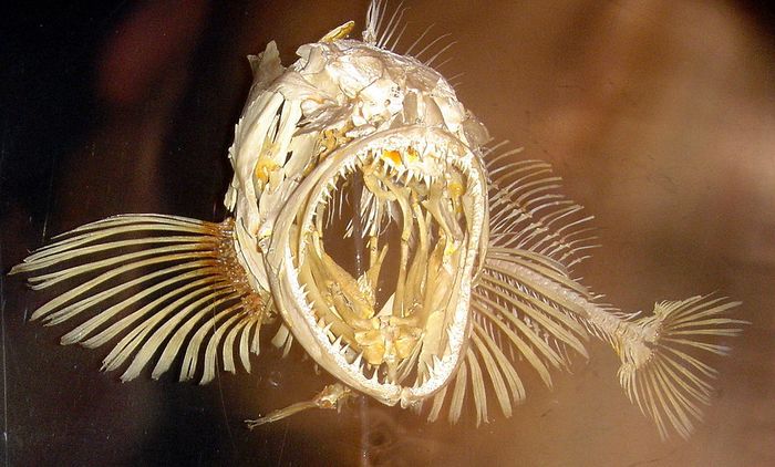 Rangka ikan lingcod (Ophiodon elongatus) di Monterey Bay Aquarium.