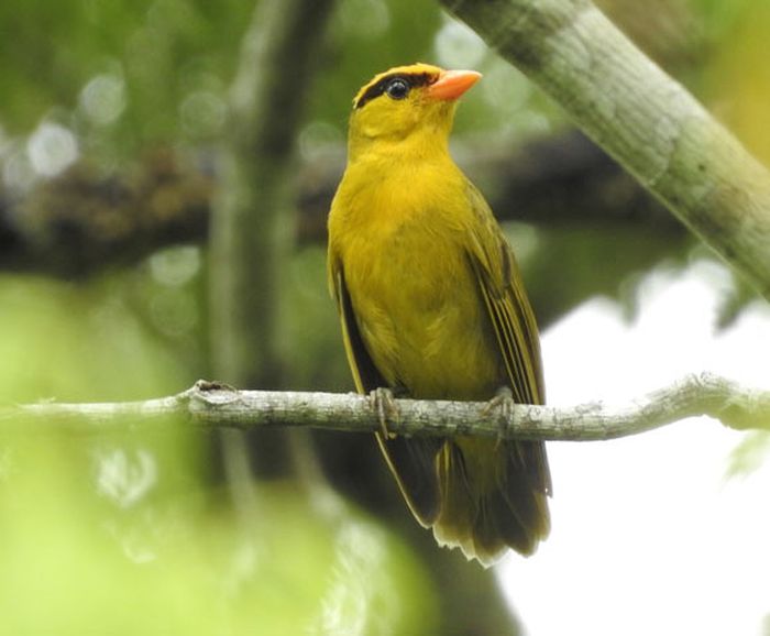 Inti tanager (Heliothraupis oneilli)