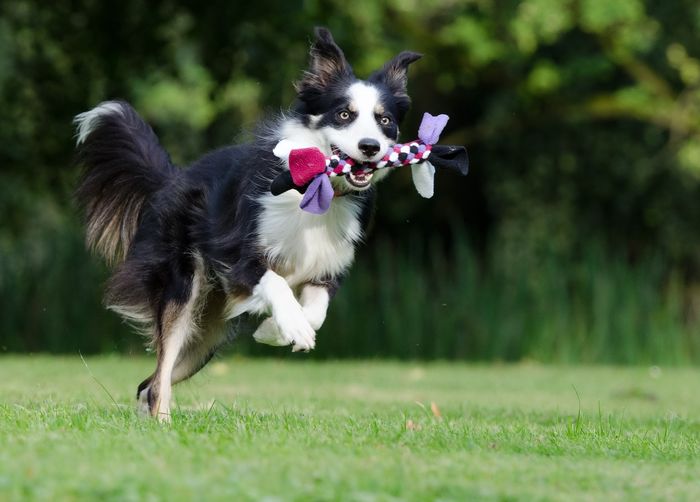 Anjing jenis border collie.