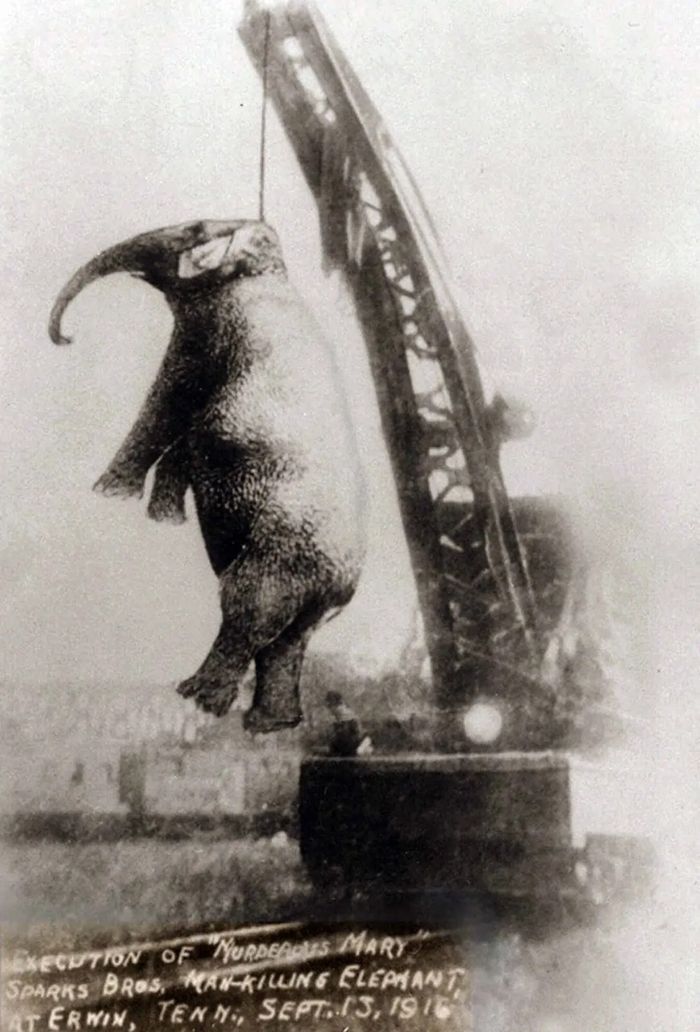 Mary tergantung di derek seberat 100 ton di Erwin, Tennessee.