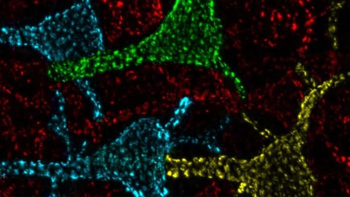 Para ilmuwan di Trimmer Lab di UC Davis School of Medicine telah menemukan bahwa kelompok protein misterius yang ditemukan pada neuron adalah “titik panas” pensinyalan kalsium yang mengaktifkan transkripsi gen, memungkinkan neuron menghasilkan protein penting. Penemuan ini dapat membantu membentuk p